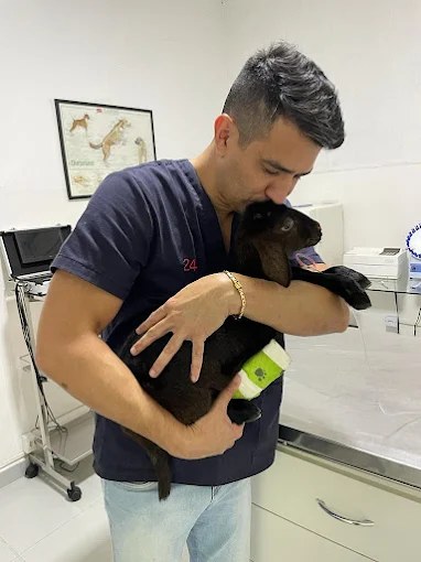 Internação veterinária 24h na Sociedade Animal Taubaté