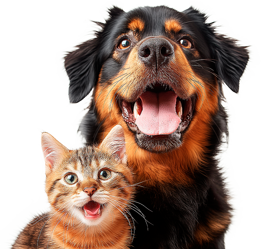 Cão e gato atendidos na Sociedade Animal Taubaté